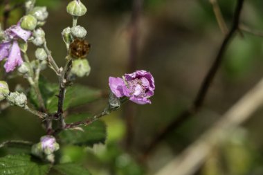 Çiyli böğürtlen çiçeği, yakın plan doğa fotoğrafçılığı.