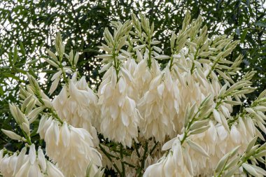 Beyaz çiçeklerin çağlayanı Yucca 'yı süslüyor.