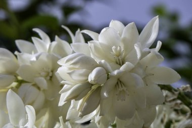 Beyaz çiçeklerin çağlayanı Yucca 'yı süslüyor.