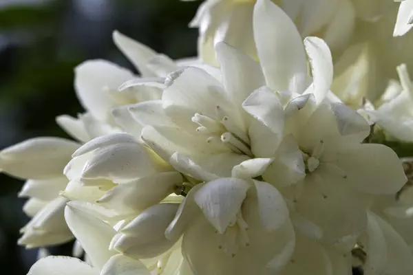 stock image A cascade of white blossoms adorns the Yucca