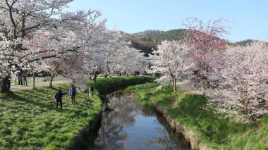 Yamanashi, Japonya - 11 Nisan 2023: Fuji Dağı 'nın tarihi turistik merkezi Oshino Hakkai' de Sakura tamamen çiçek açtı.