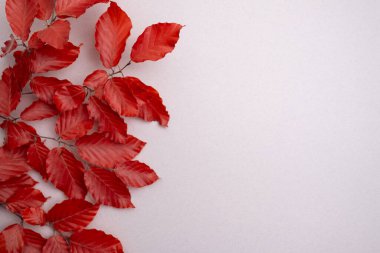 Kırmızı yapraklar, renkli arka planda dallar. Sonbahar modunda. Sonbahar, sonbahar, Şükran Günü konsepti. Mesaj için yer. Tebrik kartı