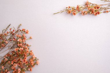 Çiçek aranjmanı. Açık arkaplanda pembe turuncu açan çiçekler. Düz yatıyordu. Üst Manzara. Kadınlar Günü, Anneler Günü, Evlilik ya da yıldönümü kartı