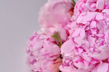 Yakından bir buket zarif şakayık. Pembe şakayık çiçekleri. Çiçek yapraklarına yakın çekim. Çiçekli tebrik kartı ya da duvar kağıdı. Soyut, soyut, pastel bir arka plan. Kart Kavramı, metin için boşluk kopyala