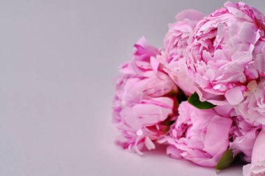 Yakından bir buket zarif şakayık. Pembe şakayık çiçekleri. Çiçek yapraklarına yakın çekim. Çiçekli tebrik kartı ya da duvar kağıdı. Soyut, soyut, pastel bir arka plan. Kart Kavramı, metin için boşluk kopyala