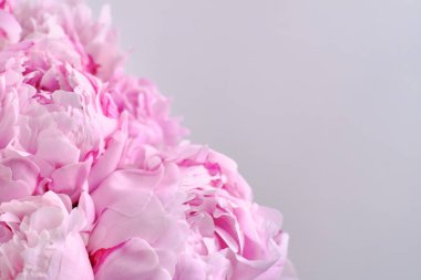 Yakından bir buket zarif şakayık. Pembe şakayık çiçekleri. Çiçek yapraklarına yakın çekim. Çiçekli tebrik kartı ya da duvar kağıdı. Soyut, soyut, pastel bir arka plan. Kart Kavramı, metin için boşluk kopyala