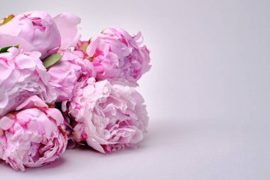 Yakından bir buket zarif şakayık. Pembe şakayık çiçekleri. Çiçek yapraklarına yakın çekim. Çiçekli tebrik kartı ya da duvar kağıdı. Soyut, soyut, pastel bir arka plan. Kart Kavramı, metin için boşluk kopyala