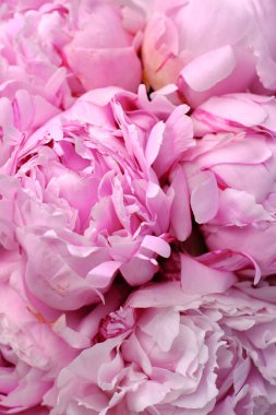 Yakından bir buket zarif şakayık. Pembe şakayık çiçekleri. Çiçek yapraklarına yakın çekim. Çiçekli tebrik kartı ya da duvar kağıdı. Soyut, soyut, pastel bir arka plan. Kart Kavramı, metin için boşluk kopyala