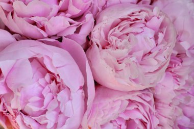 Yakından bir buket zarif şakayık. Pembe şakayık çiçekleri. Çiçek yapraklarına yakın çekim. Çiçekli tebrik kartı ya da duvar kağıdı. Soyut, soyut, pastel bir arka plan. Kart Kavramı, metin için boşluk kopyala