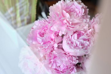 Yakından bir buket zarif şakayık. Pembe şakayık çiçekleri. Çiçek yapraklarına yakın çekim. Çiçekli tebrik kartı ya da duvar kağıdı. Soyut, soyut, pastel bir arka plan. Kart Kavramı, metin için boşluk kopyala