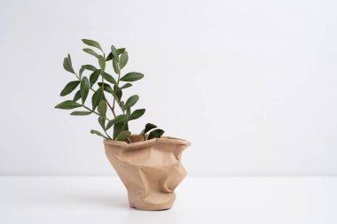 Yeşil okaliptüs bir dalda yapraklar bırakır. Taze okaliptüs yakın plan, hafif arka plan, aromatik, gerekli yağ. Aromaterapi