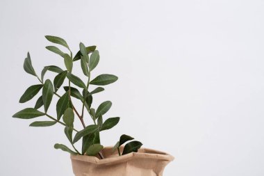 Yeşil okaliptüs bir dalda yapraklar bırakır. Taze okaliptüs yakın plan, hafif arka plan, aromatik, gerekli yağ. Aromaterapi