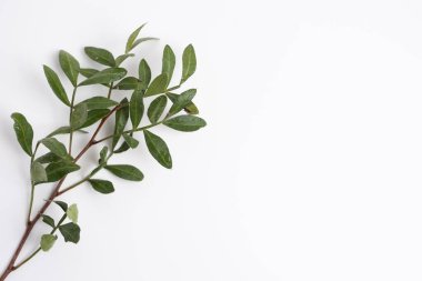 Yeşil okaliptüs bir dalda yapraklar bırakır. Taze okaliptüs yakın plan, hafif arka plan, aromatik, gerekli yağ. Aromaterapi