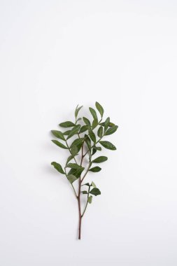 Yeşil okaliptüs bir dalda yapraklar bırakır. Taze okaliptüs yakın plan, hafif arka plan, aromatik, gerekli yağ. Aromaterapi