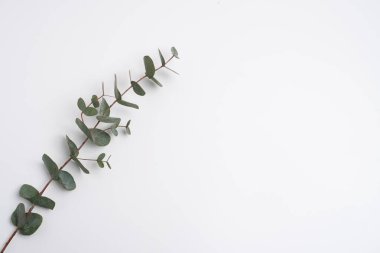 Yeşil okaliptüs bir dalda yapraklar bırakır. Taze okaliptüs yakın plan, hafif arka plan, aromatik, gerekli yağ. Aromaterapi