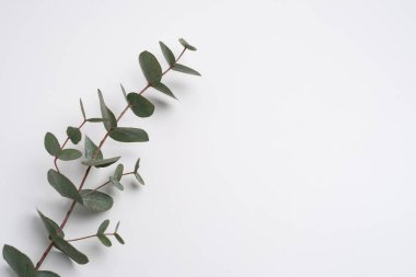 Yeşil okaliptüs bir dalda yapraklar bırakır. Taze okaliptüs yakın plan, hafif arka plan, aromatik, gerekli yağ. Aromaterapi