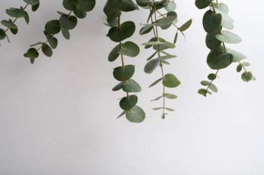 Yeşil okaliptüs bir dalda yapraklar bırakır. Taze okaliptüs yakın plan, hafif arka plan, aromatik, gerekli yağ. Aromaterapi