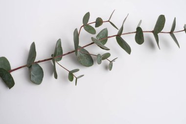 Yeşil okaliptüs bir dalda yapraklar bırakır. Taze okaliptüs yakın plan, hafif arka plan, aromatik, gerekli yağ. Aromaterapi