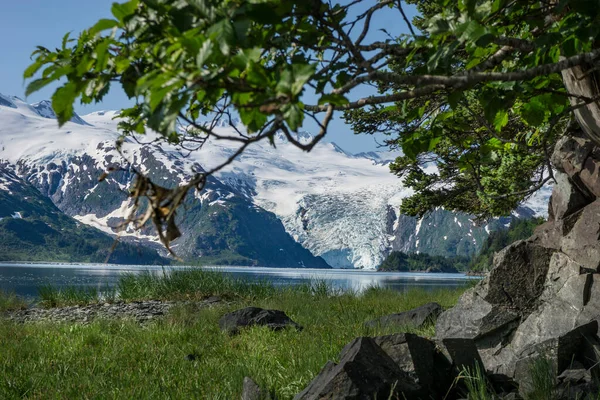 Alaska 'daki Blackstone Buzulu' ndan bir ada manzarası