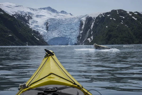 Prens William Sound 'daki Beloit Buzulu' nun önündeki buz kütlesi üzerinde bir fok.