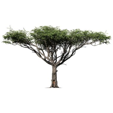 Tree isolated on white background top view - Acacia Tree clipart