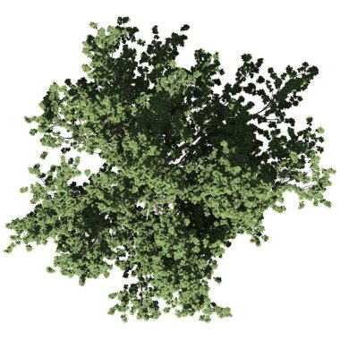 Beyaz arkaplanda izole edilmiş ağaç - Amerikan Sycamore Ağacı