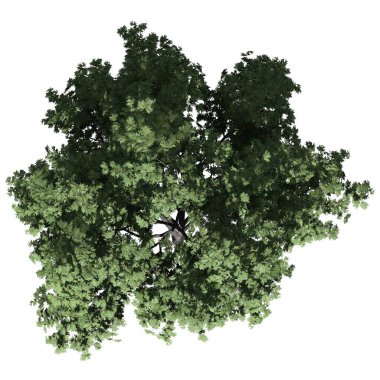 Beyaz arkaplanda izole edilmiş ağaç - Kanca Dikeni Ağacı