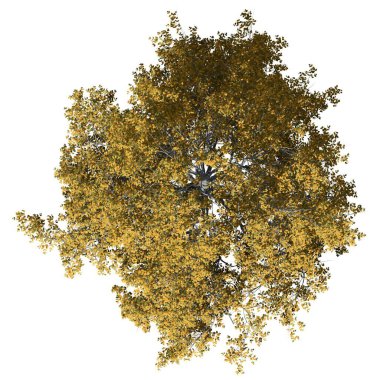 Beyaz arkaplanda izole edilmiş ağaç - Avrupa Kayın Ağacı