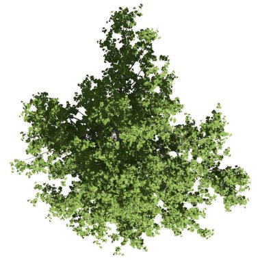 Beyaz arkaplanda izole edilmiş ağaç - Londra Uçak Ağacı