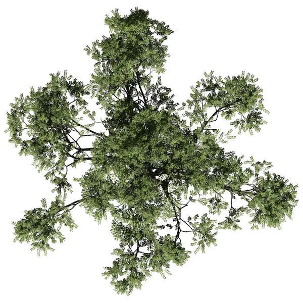 Strom Izolované Bílém Pozadí Pohled Zepředu Acacia Tree — Stock fotografie