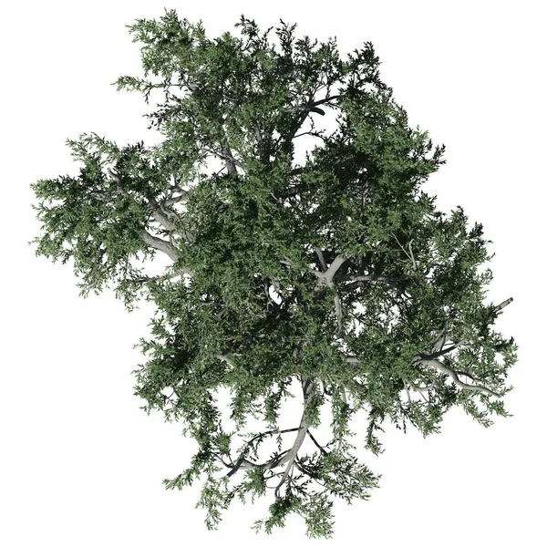 Boom Geïsoleerd Witte Achtergrond Bovenaanzicht African Olive Tree — Stockfoto