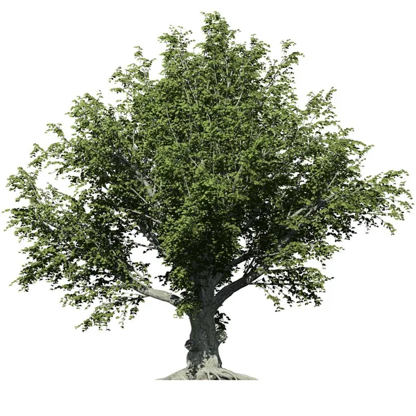 Träd Isolerad Vit Bakgrund Front View American Beech Tree — Stockfoto
