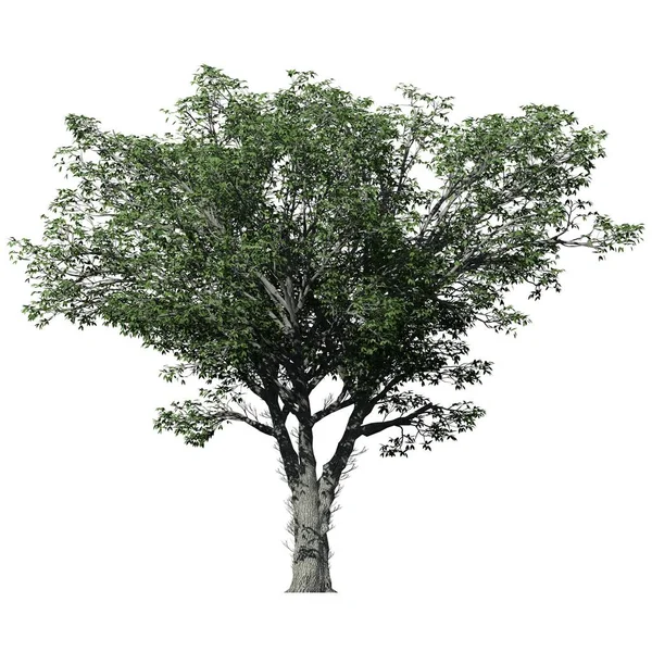 Americký Jilm Strom Izolované Bílém Pozadí Přední Pohled Majestátní Symbol — Stock fotografie