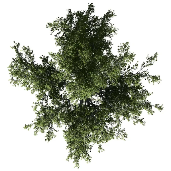Beyaz Zemin Üzerinde Izole Edilmiş Ağaç Üst Görünüm Amerikan Kayın — Stok fotoğraf