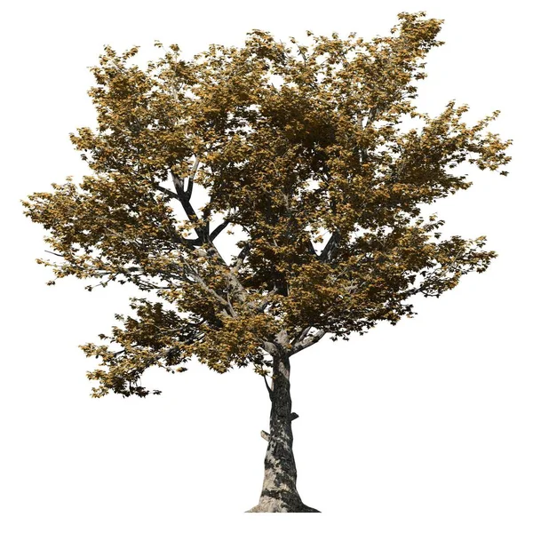 Árbol Aislado Sobre Fondo Blanco Vista Frontal American Sycamore Tree — Foto de Stock