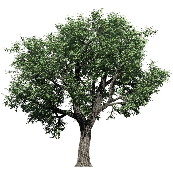 Albero Isolato Sfondo Bianco Vista Frontale Amur Cork Tree — Foto Stock