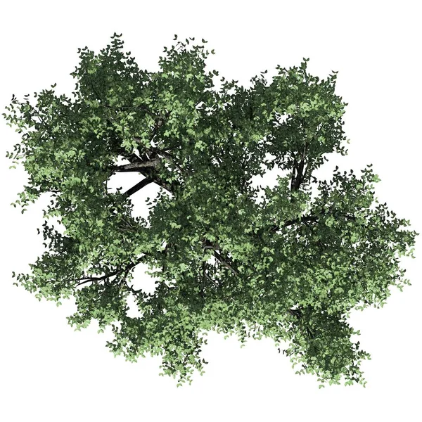 Árvore Isolada Fundo Branco Vista Superior — Fotografia de Stock