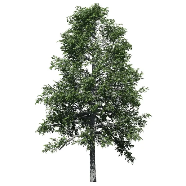 Baum Isoliert Auf Weißem Hintergrund Vorderansicht Black Gum Tree — Stockfoto