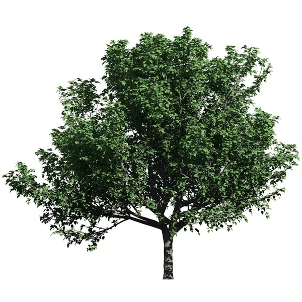 Árvore Isolada Vista Frontal Fundo Branco Bradford Pear Tree — Fotografia de Stock