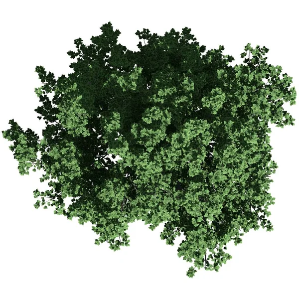 Beyaz arkaplanda izole edilmiş ağaç - Bradford Armut Ağacı