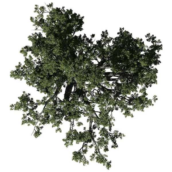 Strom Izolovaný Bílém Pozadí Horní Pohled Banyan Tree — Stock fotografie