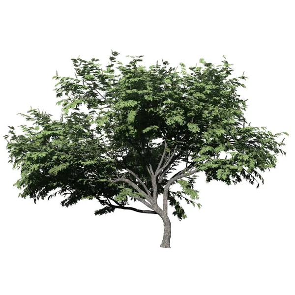 Árbol Aislado Sobre Fondo Blanco Vista Frontal Hook Thorn Tree —  Fotos de Stock
