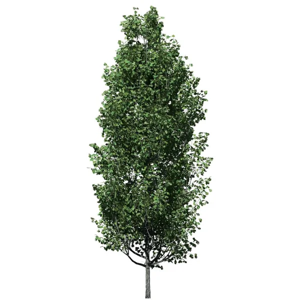 Albero Isolato Sfondo Bianco Vista Frontale Cypress Oak Tree — Foto Stock