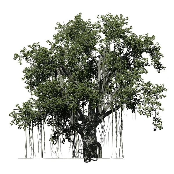 Strom Izolovaný Bílém Pozadí Pohled Zepředu Banyan Tree — Stock fotografie