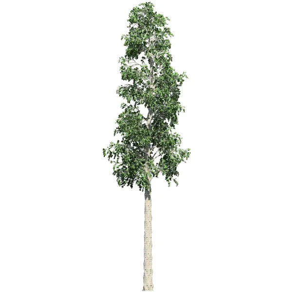 Strom Izolovaný Bílém Pozadí Pohled Zepředu European Aspen Tree — Stock fotografie