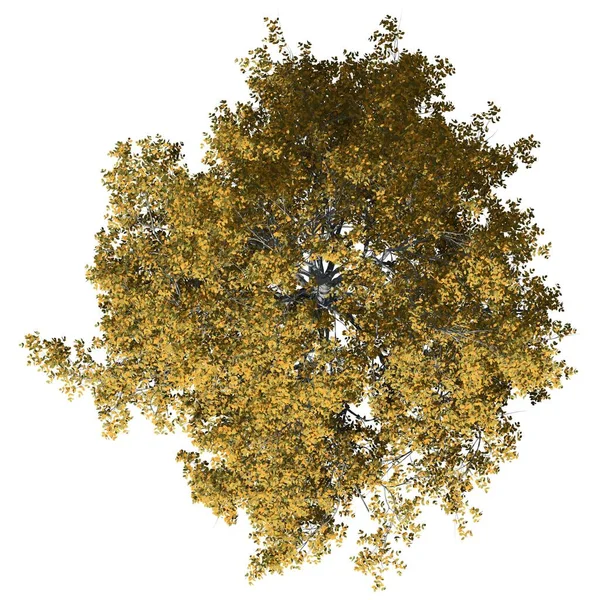 Boom Geïsoleerd Witte Achtergrond Bovenaanzicht European Beech Tree — Stockfoto