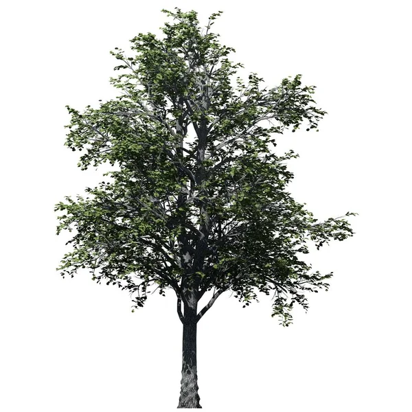 Árvore Isolada Vista Frontal Fundo Branco Árvore Tília Europeia — Fotografia de Stock