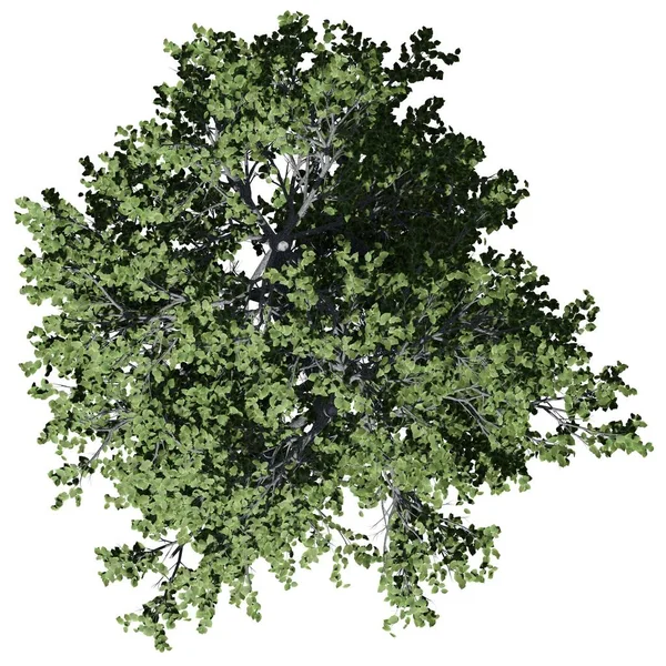 Árbol Aislado Sobre Fondo Blanco Vista Superior European Linden Tree —  Fotos de Stock
