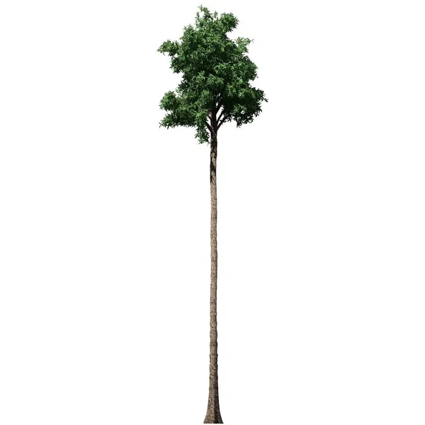 Träd Isolerad Vit Bakgrund Framsida Översvämmade Tuggummi Träd — Stockfoto