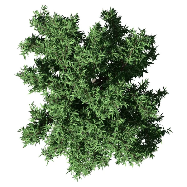 Beyaz arkaplanda izole edilmiş ağaç - Sel Sakız Ağacı